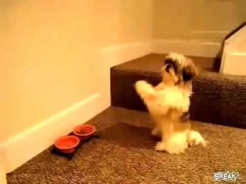 Chinese Dogs Pray Before Dinner