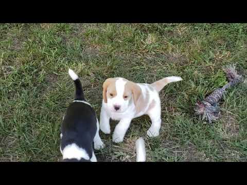 Ford - 6 wks - Reserved