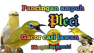 Download lagu Terapi dan pancingan pleci dakun mp3