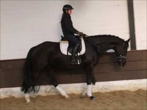 DARK BEAUTY 4j. v. Dauphin - Sunlight xx VB 10.000,- Euro