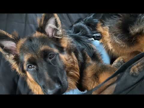 500 Miles for Christmas 🎄🚗 | Kal’s First Road Trip