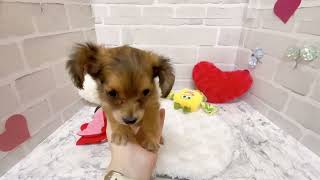 ハーフ犬の動画01