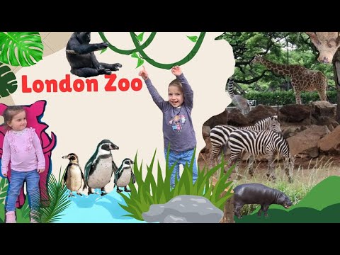 London Zoo Animals