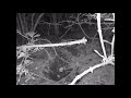 ニホンアナグマの営巣地で夜な夜な探餌徘徊する野ネズミ【トレイルカメラ：暗視映像】
