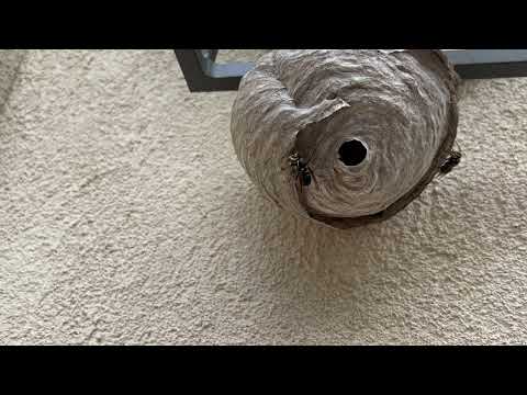 Bald-Faced Hornets Hanging from the Light in Avon by the Sea, NJ