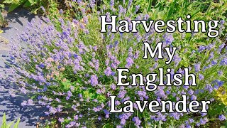 Harvesting My English Lavender