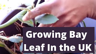 Bay Leaf Growing in Container - UK - Bay tree - Beautiful Garden Tree