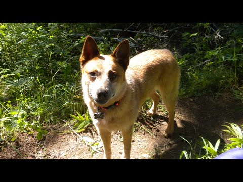 Ken & PCT Thia's 2020: Day 117 "All Dogs Go To Heaven"