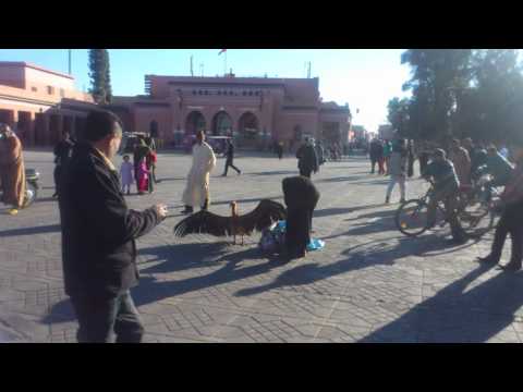 Marrakech jamaa fina and bird
