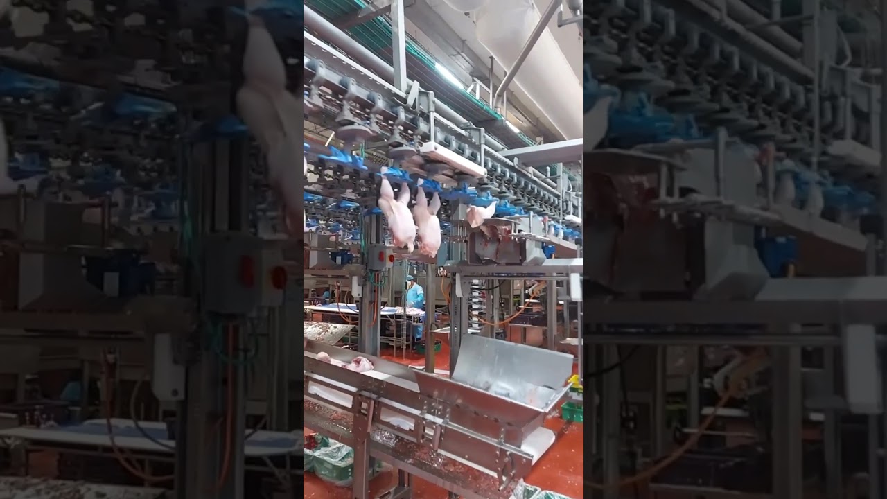 chicken processing plant #poultry #chicken #plants