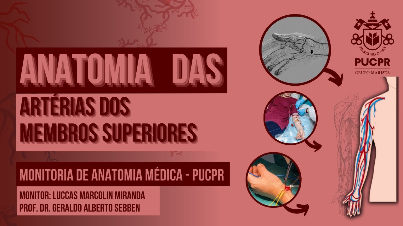 Irrigação Arterial do Membro Superior - Monitoria de Anatomia Médica da PUCPR