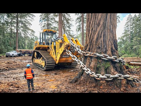 Fastest Giant Chainsaws & Monster Excavators | Extreme Tree Cutting and Stump Removal