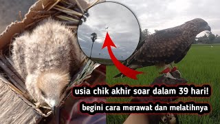 Download lagu cara merawat elang bk (black kite) dari usia chik hingga bisa soar ternyata seperti ini caranya!!! mp3