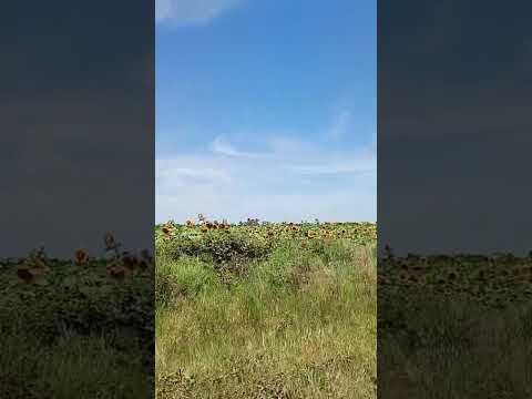 campos de girasoles en Pirane Formosa