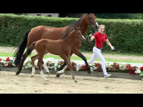 111 Franz Joseph Hengst v. Franziskus - Rock Forever I