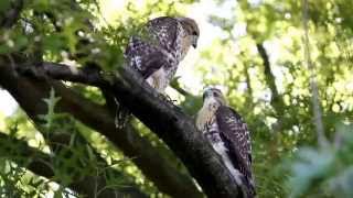2 Red-tailed Hawk Fledglings in a Tree in Central Park, NYC