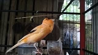Download lagu The Most Effective Canary Training Song‼️ Belgian Canary Singing Very Loudly mp3