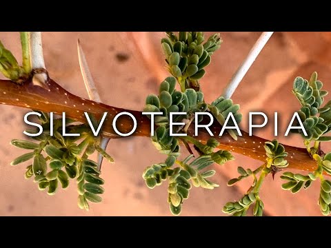 1595-IT Patrizia, SILVOTERAPIA - Ipnosi Esoterica ∞ Lucio Carsi