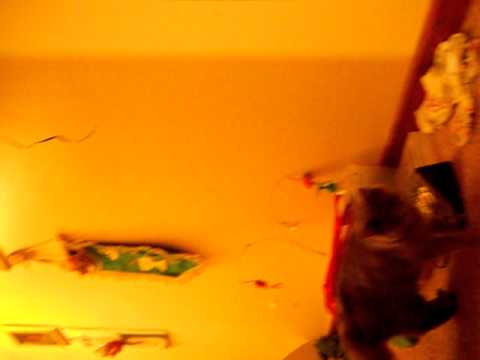 Cat Getting Excerise?