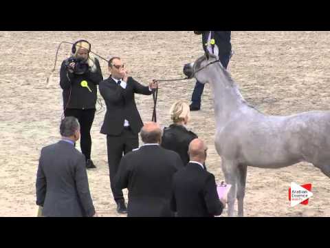 N.8 ARIA ATHENA - Paris 2015 - Yearling Fillies (Class CM1 A)