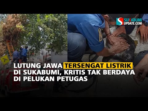 Lutung Jawa Tersengat Listrik di Sukabumi, Kritis Tak Berdaya di Pelukan Petugas