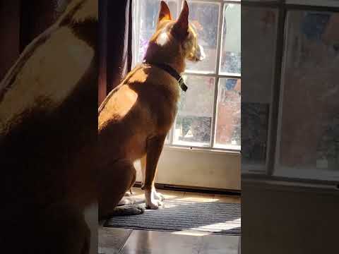 a little cutie Dexter 😘😘