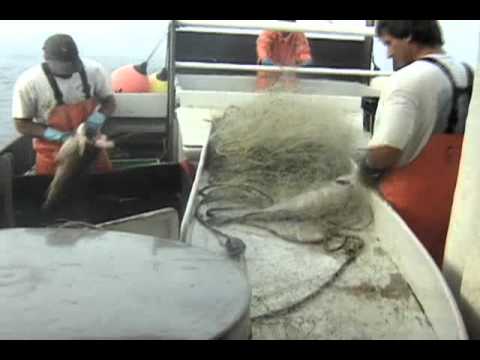 Gillnetting on the Dawn T. Documentary (Complete) : Chatham, Cape Cod Film by Christopher Seufert