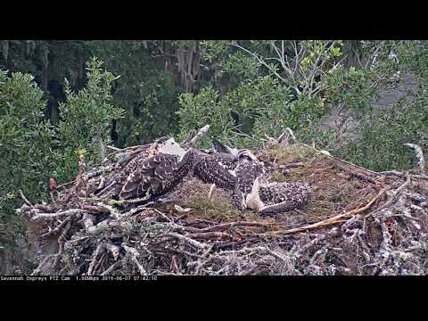 Pre-Fledge Preening On Savannah Osprey Cam – June 7, 2019