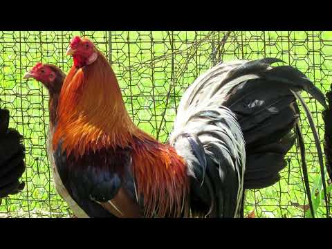10 Legendary American Gamefowl Bloodlines