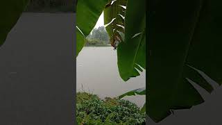 Download lagu MANCING SAAT HUJAN LEBAT BERTEDUH DI BAWAH POHON PISANG mp3
