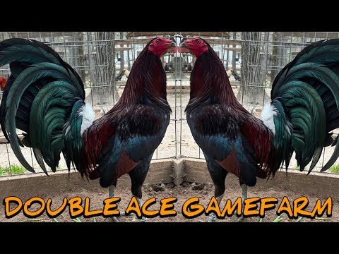 Leiper Albany Kelso - DOUBLE ACE FARM