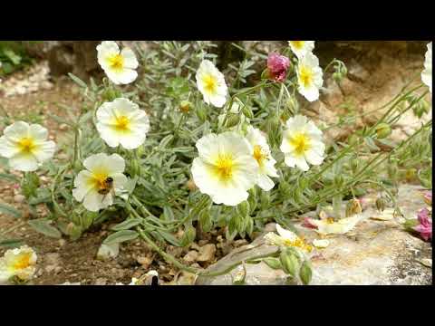 Helianthemum 'The Bride'