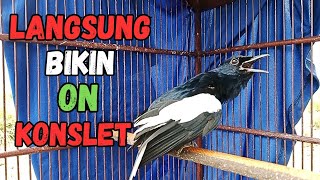 Download lagu PANCINGAN KACER GACOR AMPUH CEPAT ON KONLSET DAN BUKA EKOR COCOK UNTUK PANCINGAN KACER AGAR BUKOR mp3