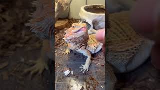 ペロちゃんもぐもぐタイム#animals #reptiles #ペロちゃん🥰