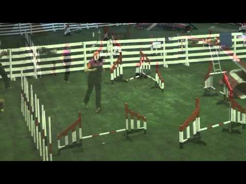 Dayzee Agility in Finland, Minimali 1 year old