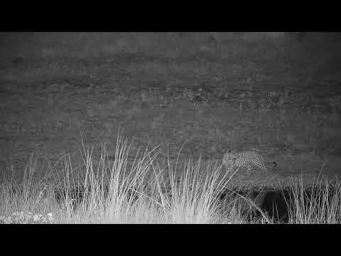 Djuma: Leopard-Molwati male quietly walks in on other side of dam - 21:34 - 03/24/2022