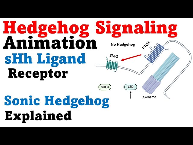 Understanding the Hedgehog Signaling Pathway and Its Mechanisms | Magica