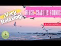 BEACH SOUNDS WITH SEAGULLS
