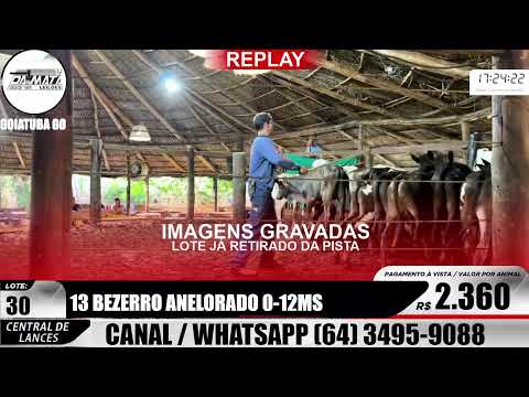 Leilão de gado em Goiatuba Goiás,  05/09/2026 - Mata Preta  Leilões - 14:30 Hs