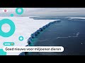 Enorme ijsschots raakt eiland met pinguïns nét niet
