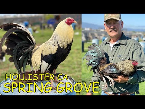 Beautiful SPRING GROVE SHOW BIRDS - Farm Visit California