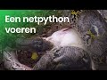 Hoe wordt een netpython gevoerd?