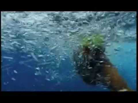 Ironman Florida Prerace