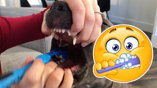 How To Brush Your Dog