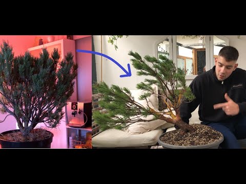 From Bush to Bonsai - Scots Pine Part 1. Instructions for developing starting material for bonsai