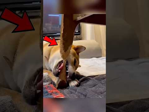 Dieser Hund SCHOCKIERT ALLE😱