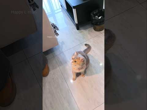 My Cat Helped My Owner Buy a New House… Then Found More Treasure!