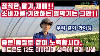 딸기 겨울철 온도 관리 그리고 엽면시비 방법 동력분무기 사용은 겨울철 딸기 재배에 절제 딸기 알박기는 소비자…