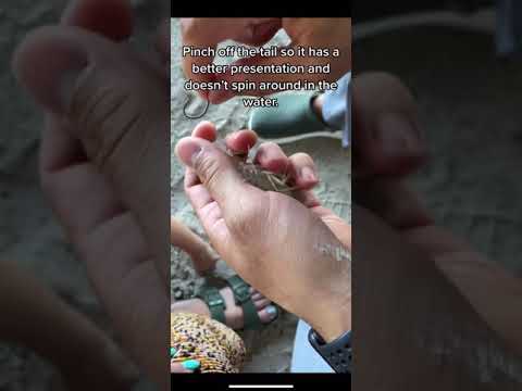 How I rig LIVE SHRIMP when pier fishing. #shorts