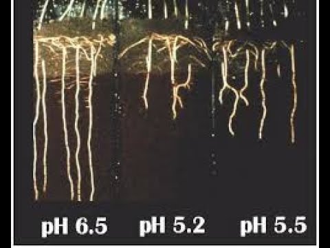 , title : 'Hiểu về độ pH của đất để giúp cây cam sinh trưởng và phát triển tốt hơn'